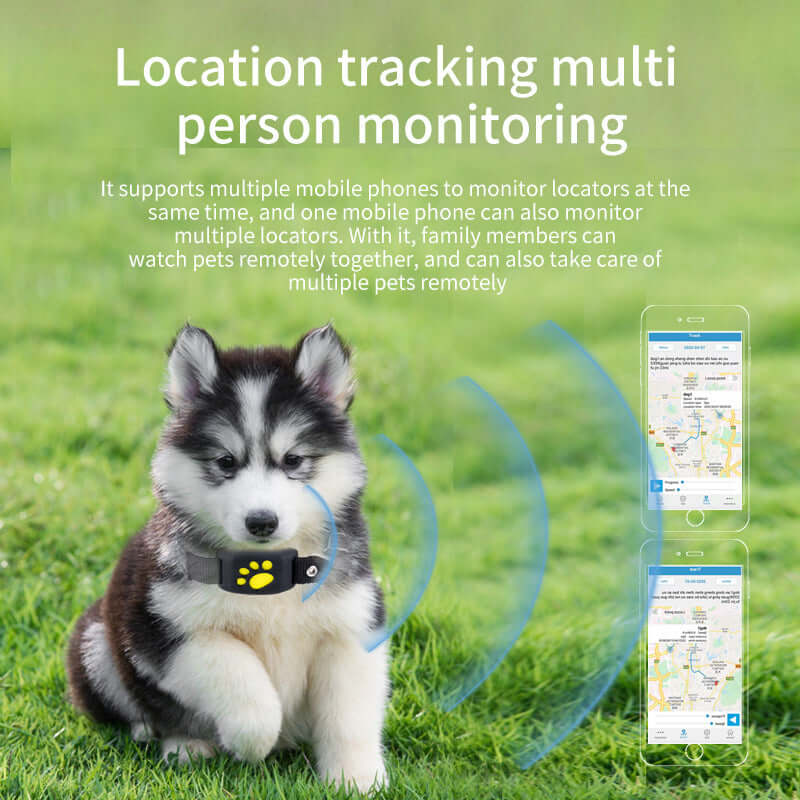 Siberian Husky wearing a waterproof GPS pet tracker, showcasing location tracking features for multiple pets.