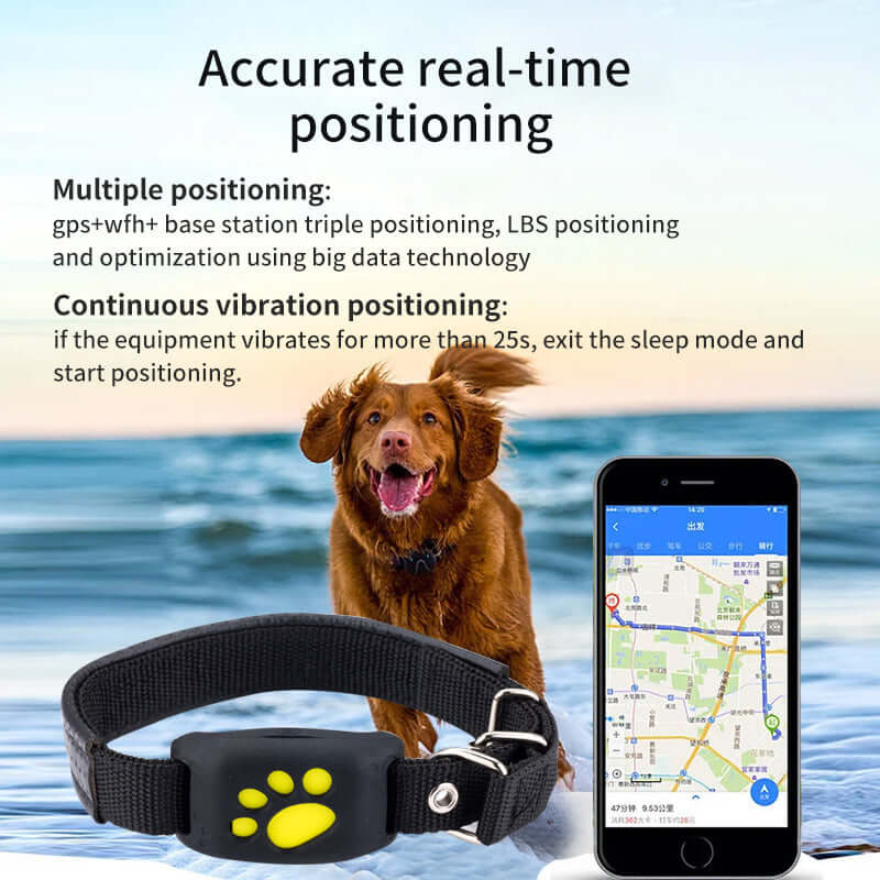 Dog wearing waterproof GPS tracker collar with smartphone displaying map and positioning features.