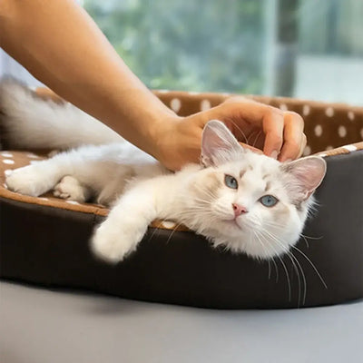 Comfortable Cats Bed – Pet Furniture Sofa for Cats, Houses and Habitats, Home Accessories and Supplies